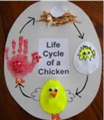 Life Cycle of a Chicken 